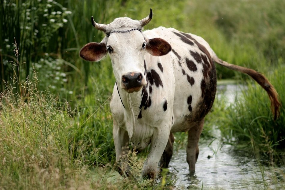 корова у ручья