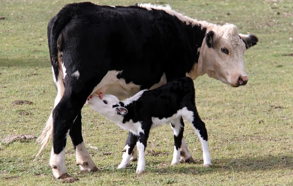 Telonok and the cow