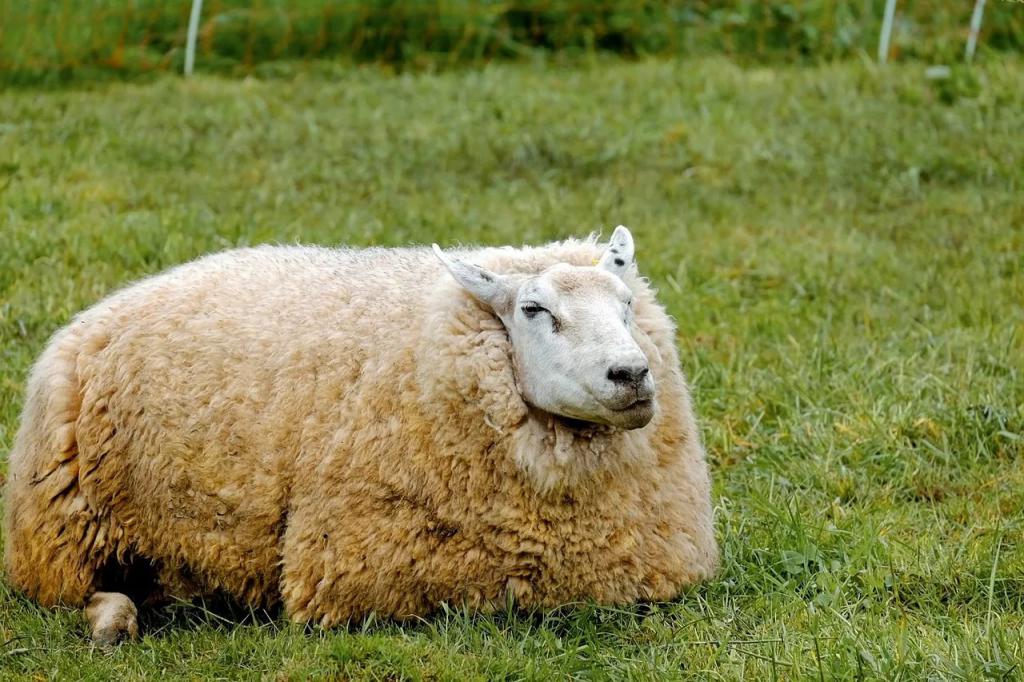 Овца лежит