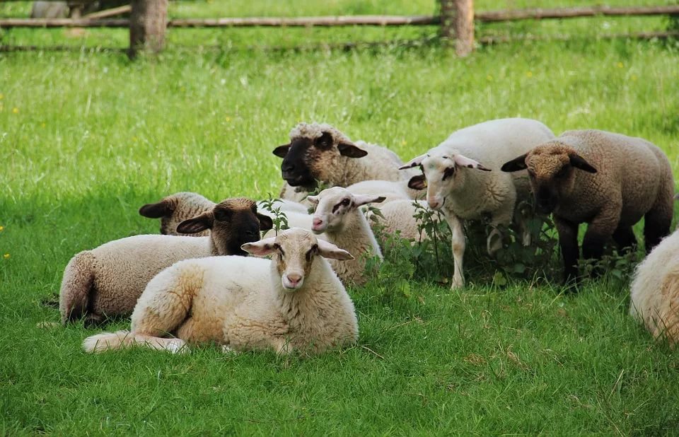 Овцы отдыхают