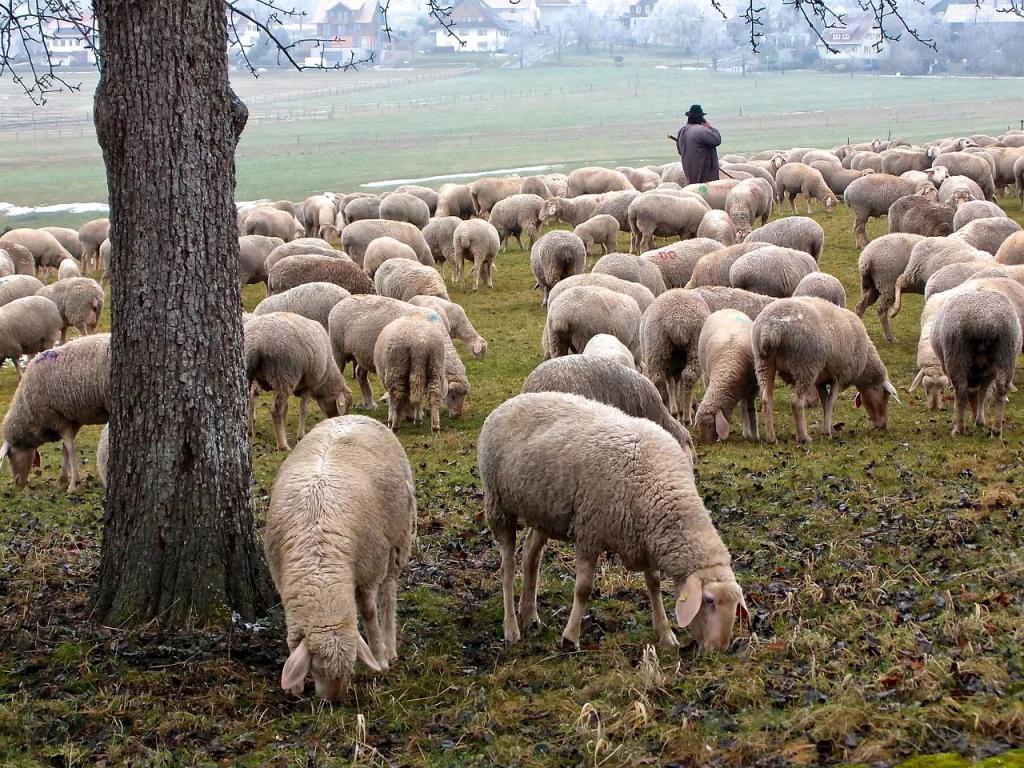 Овцы с пастухом