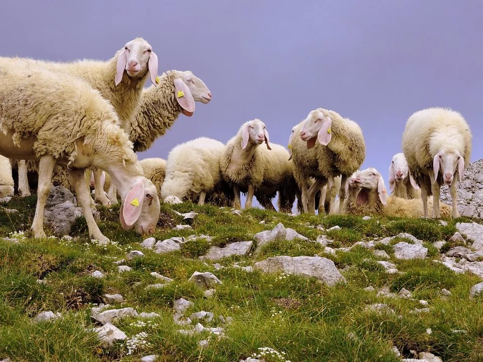 Овцы на горе