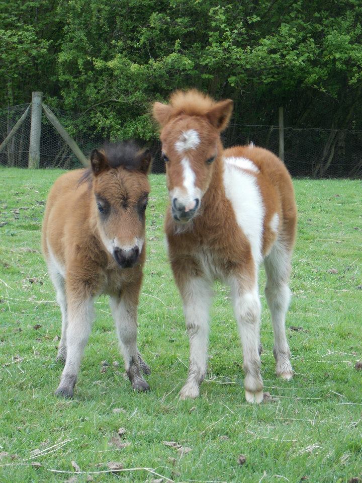 Little stallions