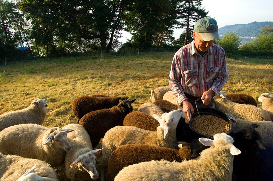 Кормление овец в стойловый период
