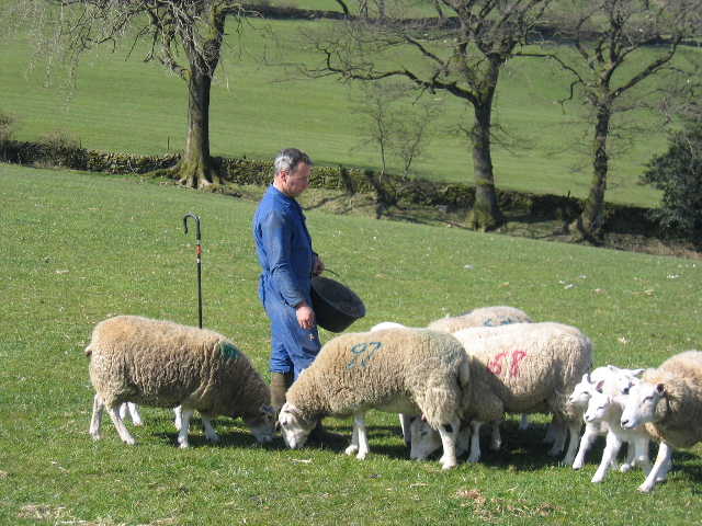 Особенности кормления овец