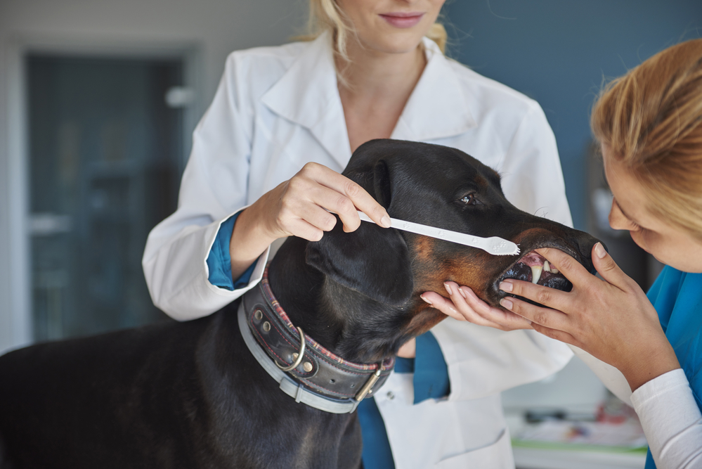 пародонтоз у собак лечение в домашних условиях