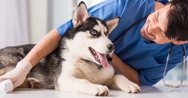 пародонтоз признаки и лечение у собак