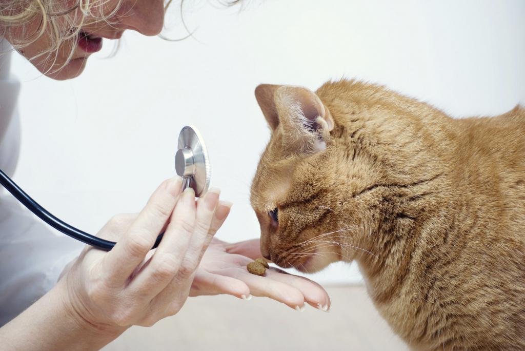 blood cat goes to the toilet in the urine