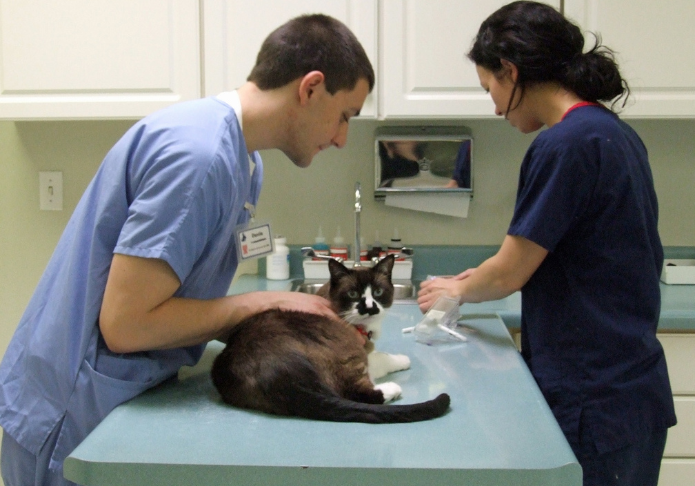 the cat goes to the toilet with blood