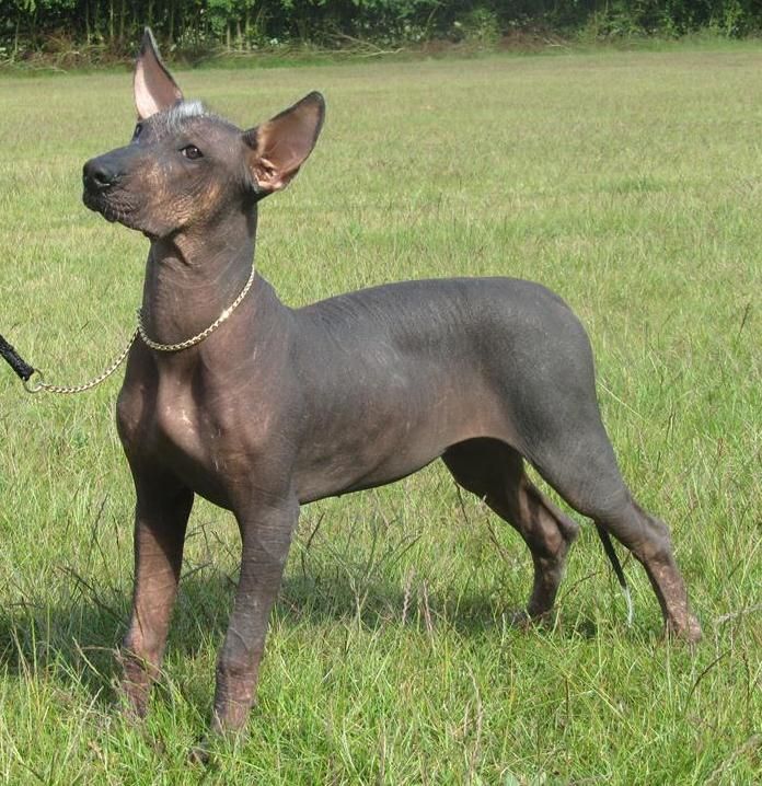 Mexican hairless dog