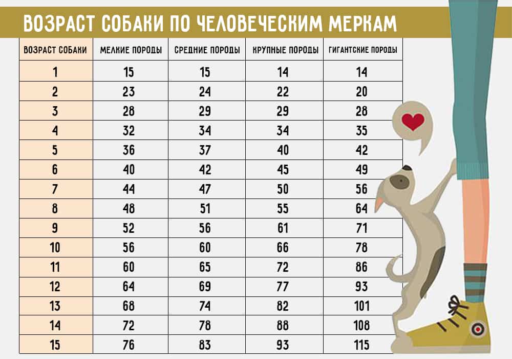 Возраст собаки по человеческим меркам таблица