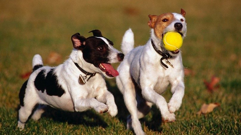 Собаки с мячом
