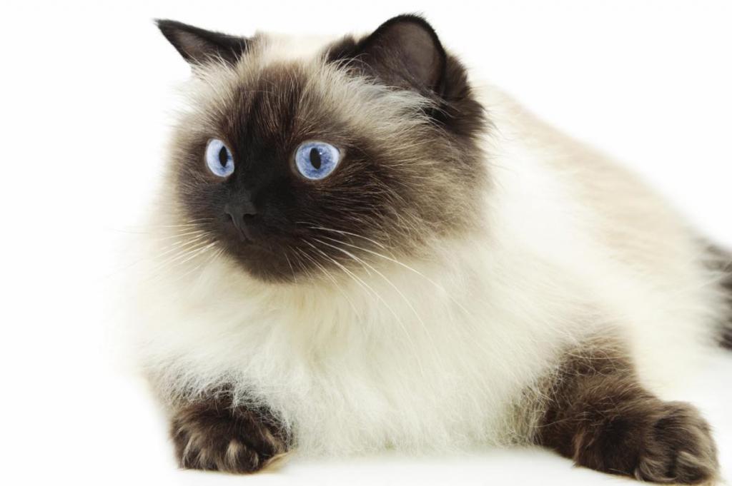 Scottish cat with blue eyes