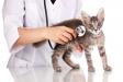 Иммуномодуляторы для кошек с вирусными заболеваниями, как повысить иммунитет у кошки?