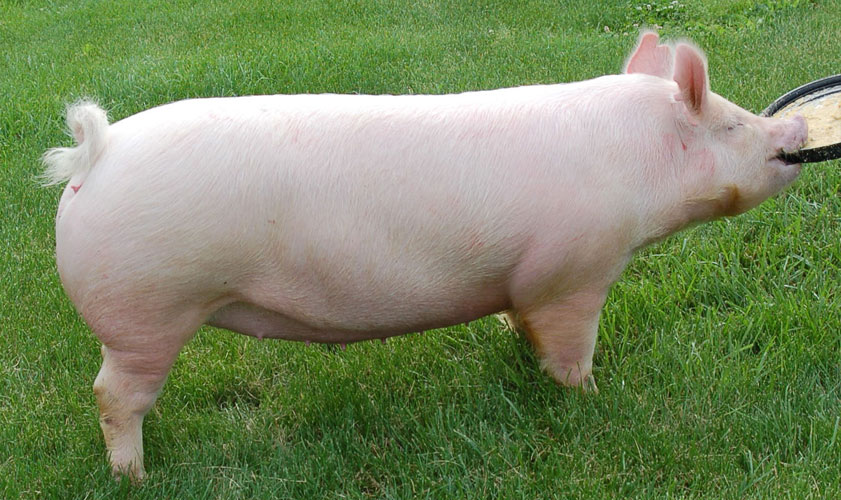 Степная свинья. Порода свиней Йоркшир. Поросята породы Йоркшир. Порода свиней Честер. Брейтовская порода свиней.