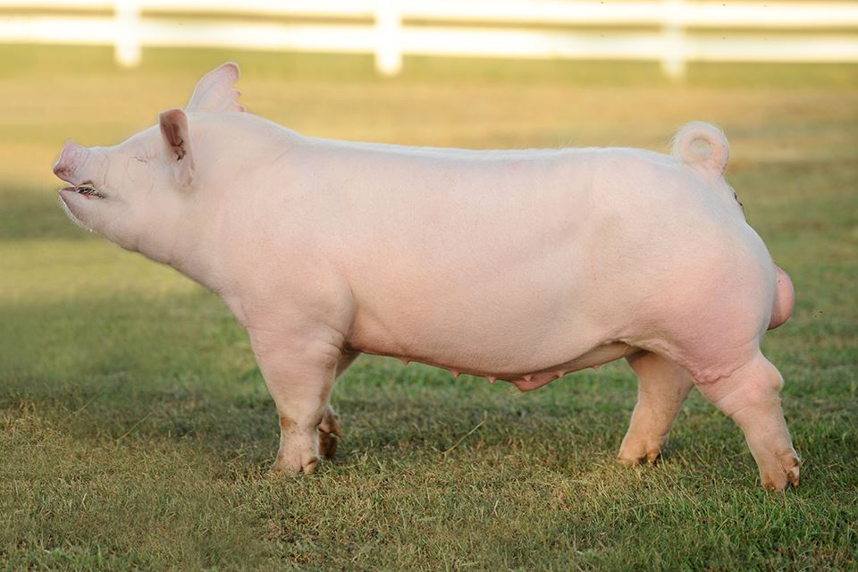 Крупная белая порода свиней фото характеристика