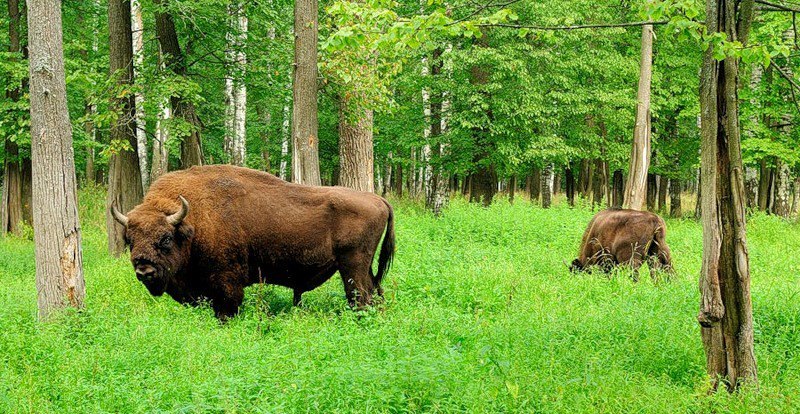 Prioksko-Terrasny Reserve