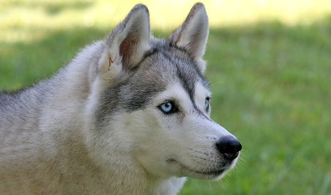 Husky dog