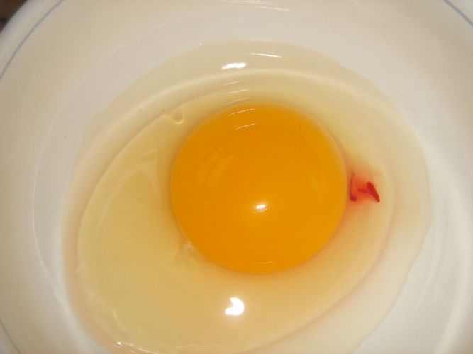 Куриное яйцо со сгустком крови