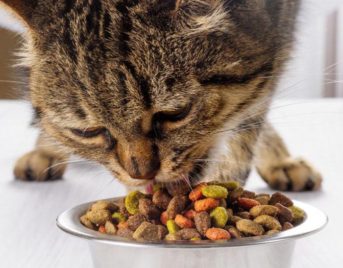 cat food every day benefits reviews