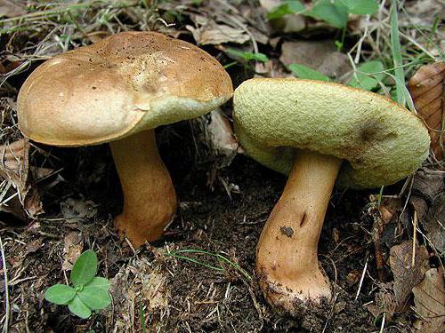 каштановый гриб