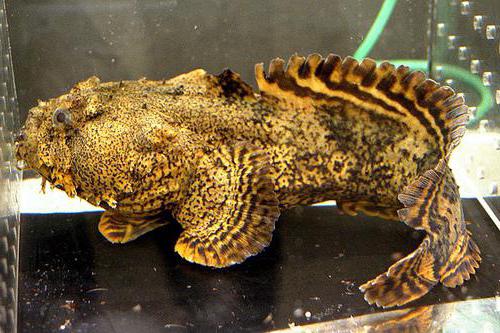 fish toad in aquarium