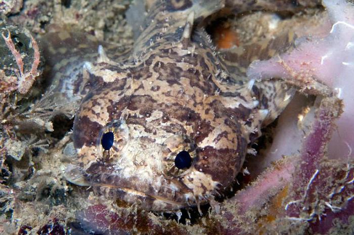 three-needle fish toad batrachomoeus trispinosus