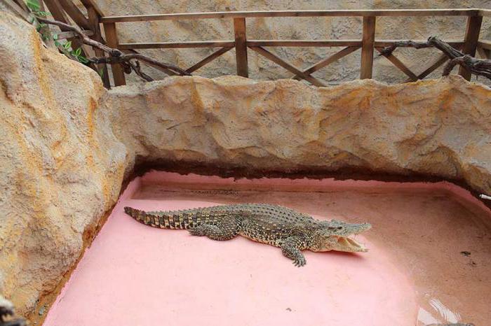 Golubitsky crocodile farm ticket price