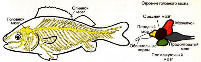 нервная система рыб