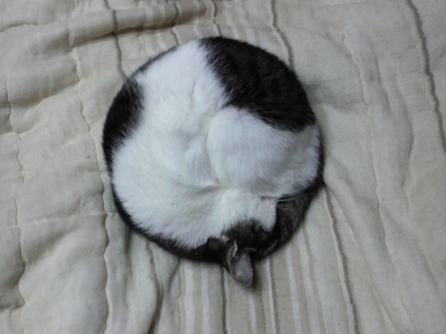 Round cat