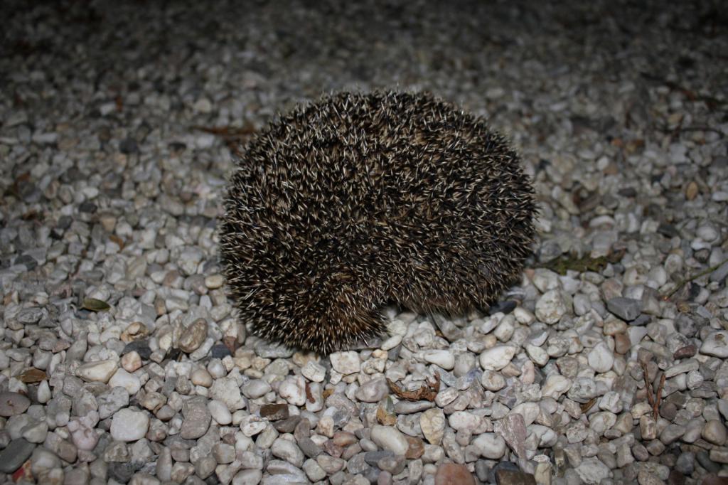 Hedgehog curled up