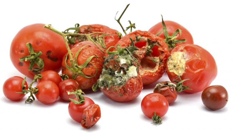Пораженные гнилью плоды томата - результат "работы" грибов