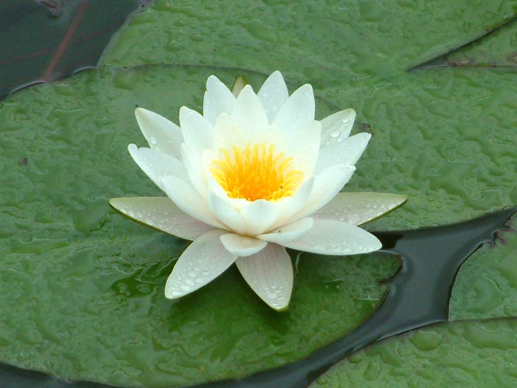 Крупная белая водяная лилия
