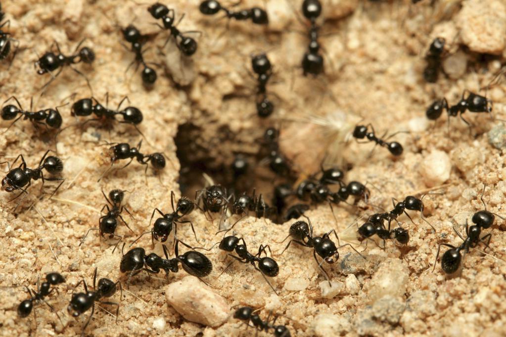 Колония черных муравьев