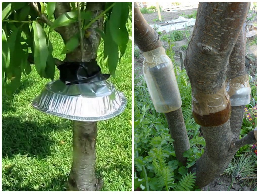 Защита дерева от насекомых