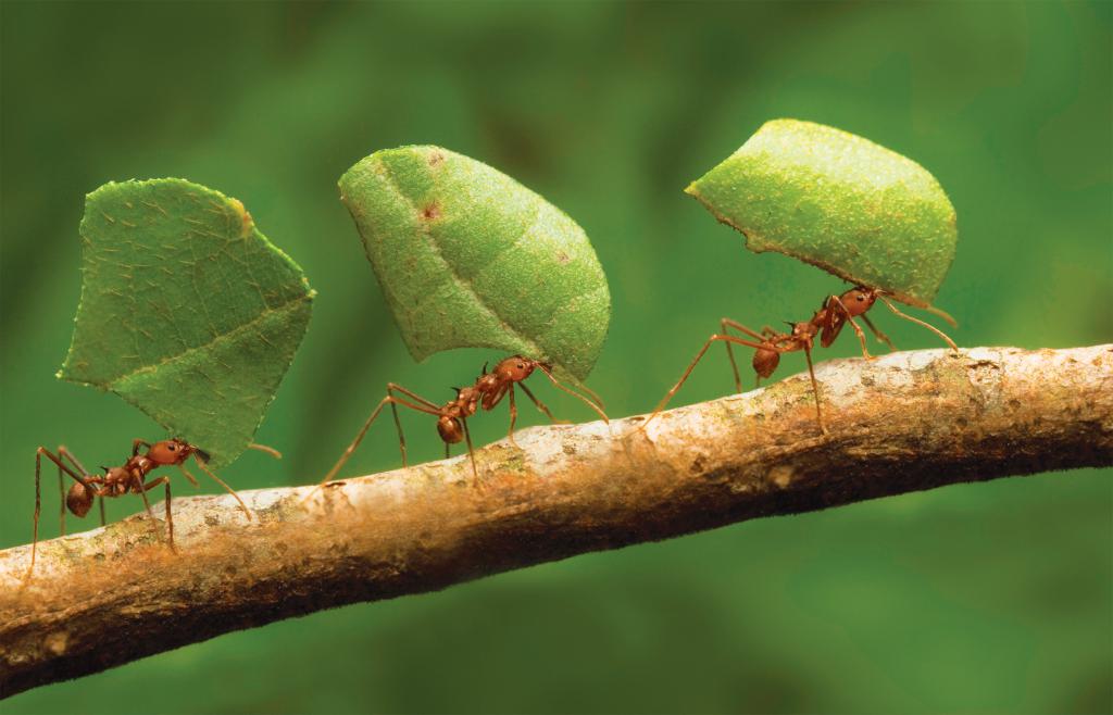 Иногда муравьи полезны