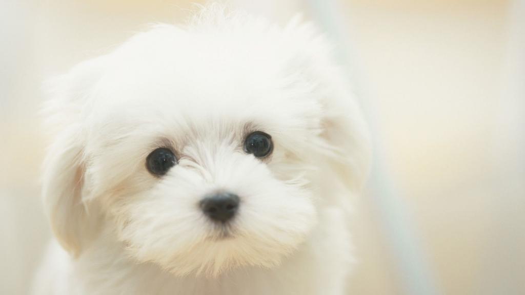 Симпатичный белый щенок