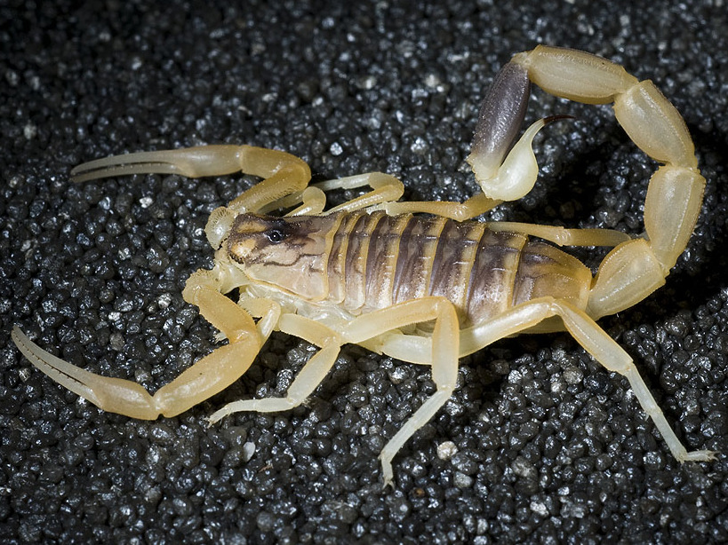 Ядовитый желтый скорпион