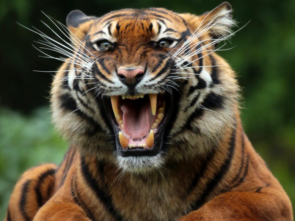 Красивый, но страшный тигр