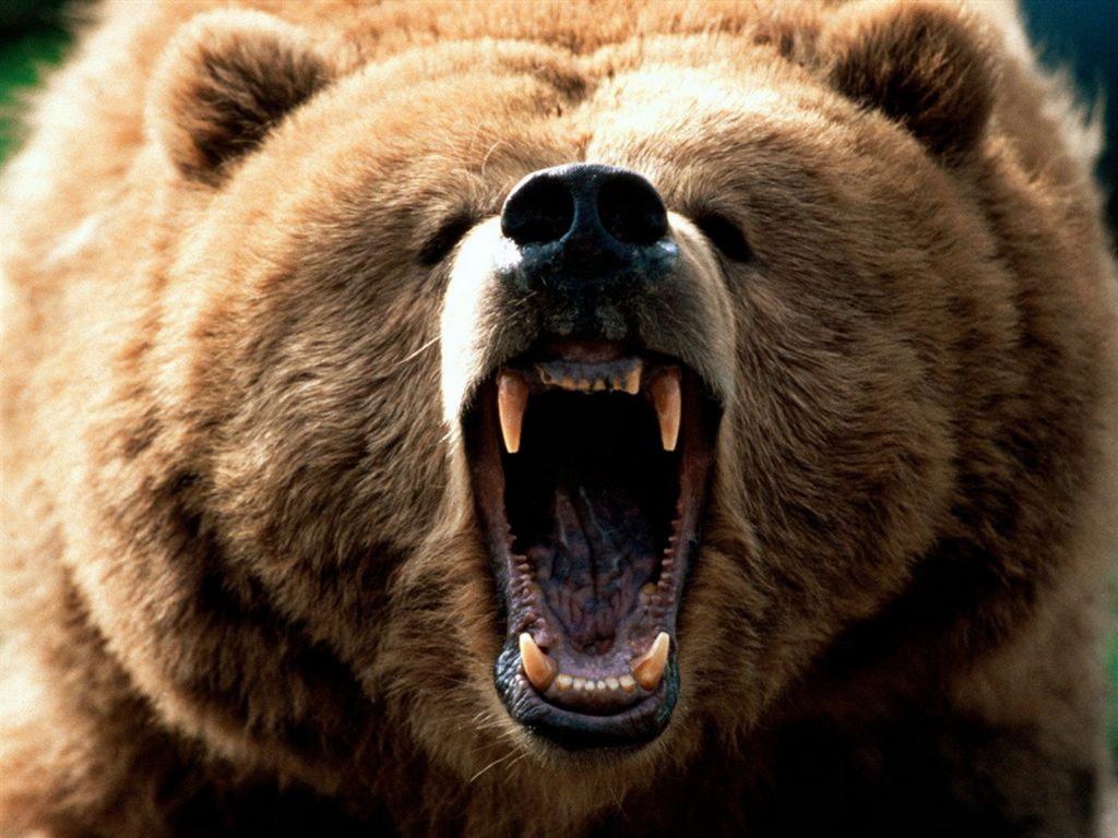 Бурый медведь - опасный хищник