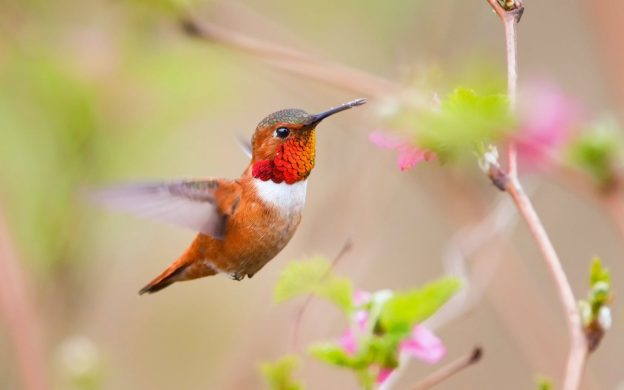 Red-orange hummingbird