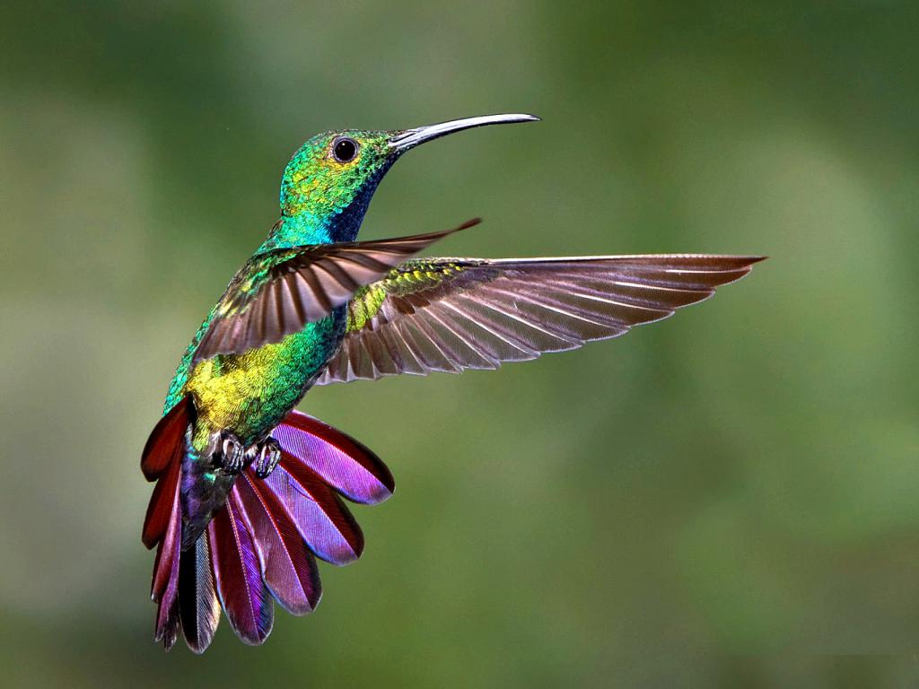 Bright colibri coloring