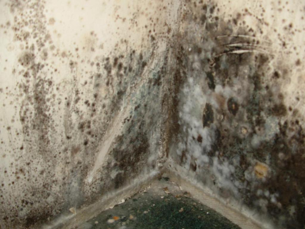 Dream of mold on the walls