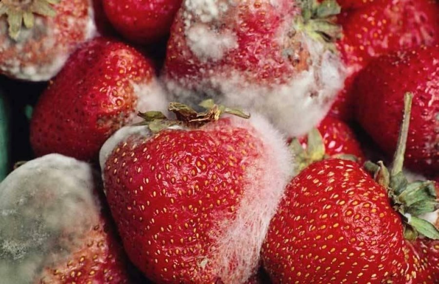 Strawberry mildew