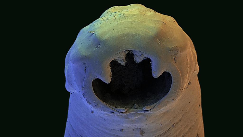 Жуткий паразитический червь