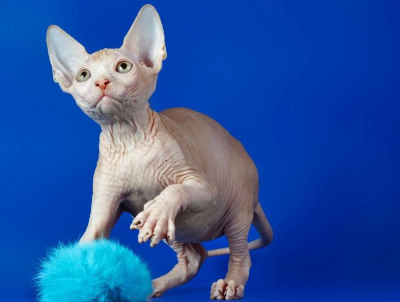 Playful sphynx kitten