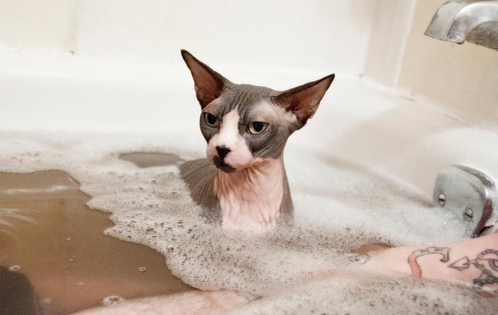 Sphynx cat swimming