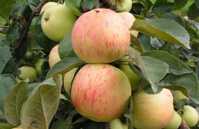 apple tree jubilee reviews