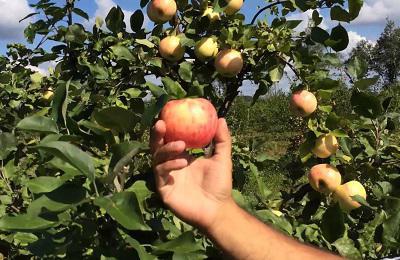 apple tree jubilee description