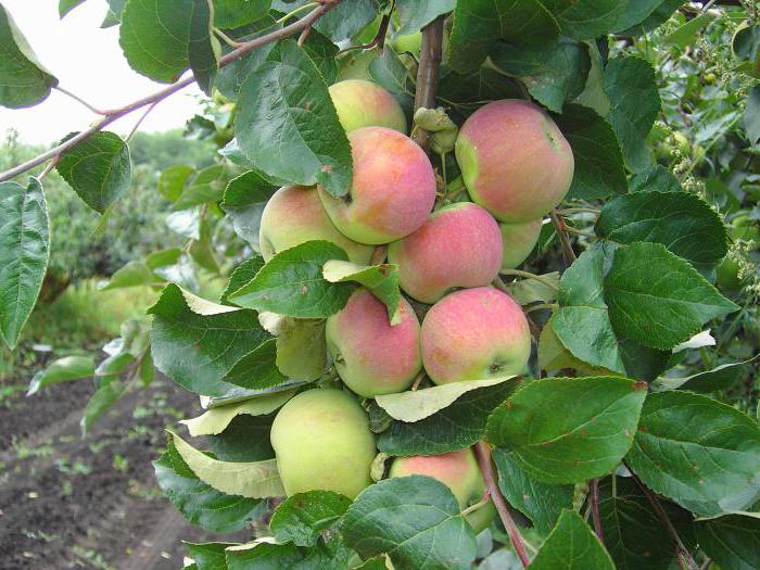 apple tree jubilee